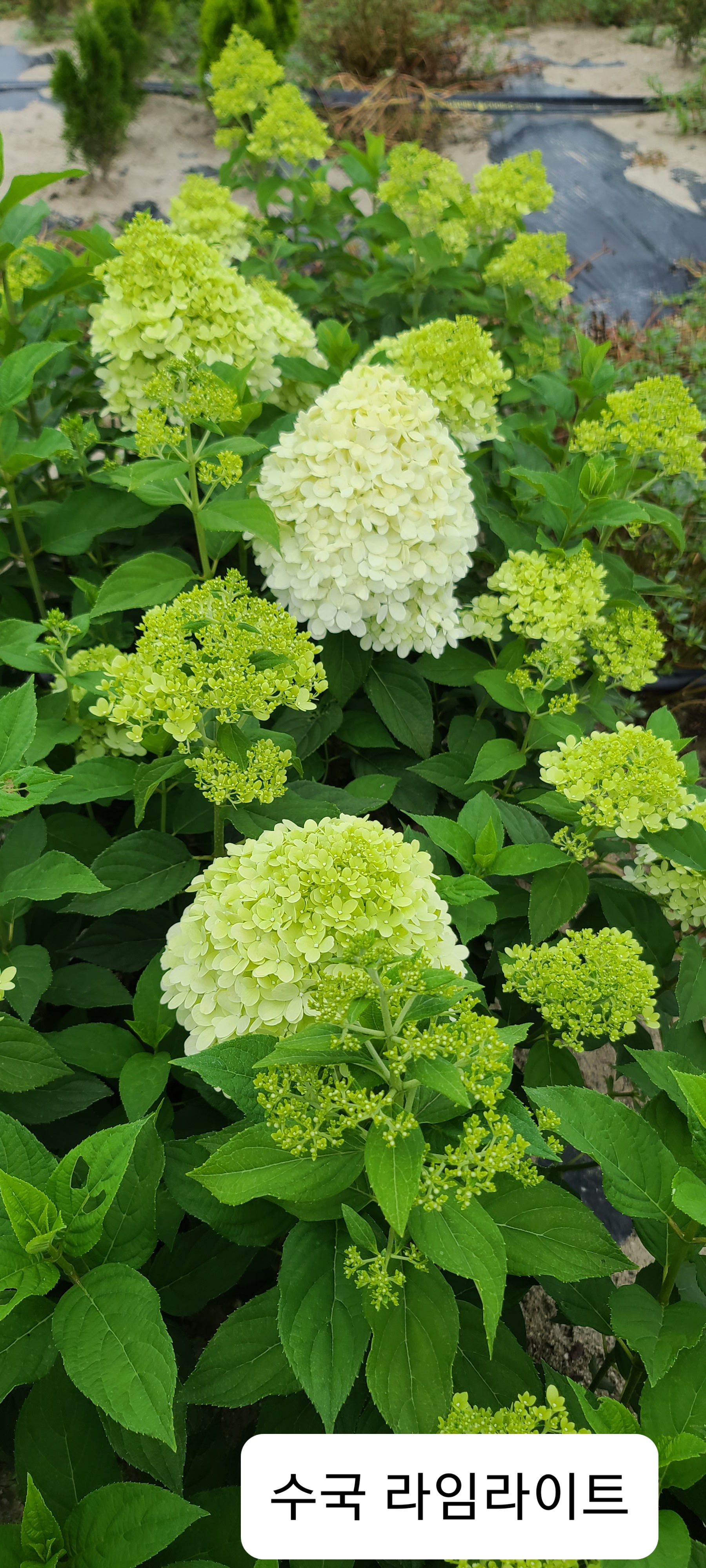 Hydrangea paniculata 'Limelight'